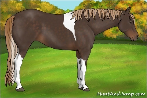 Horse Color:Liver Chestnut Tobiano 