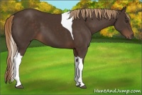 Horse Color:Liver Chestnut Tobiano 