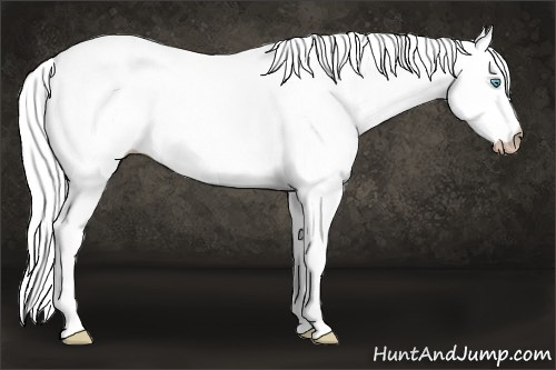 Horse Color:Gray Cremello Dun 