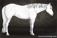 Horse Color:Gray Cremello Dun 