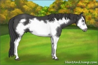 Horse Color:Smoky Black Splash Frame 