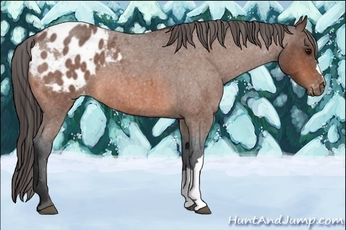 Horse Color:Bay Roan Appaloosa 
