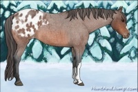 Horse Color:Bay Roan Appaloosa 