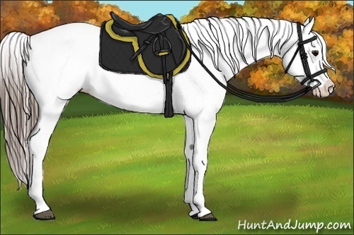 Horse Color:Black Appaloosa Rabicano 
