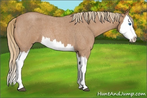 Horse Color:Unknown 
