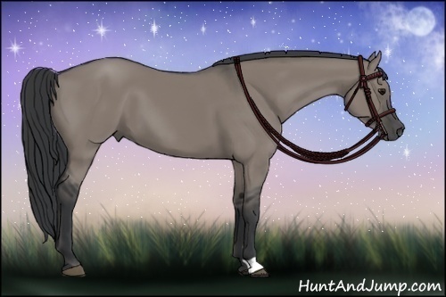 Horse Color:Grullo 