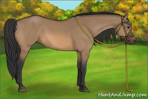 Horse Color:Bay Dun