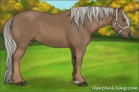 Horse Color:Chocolate Palomino 