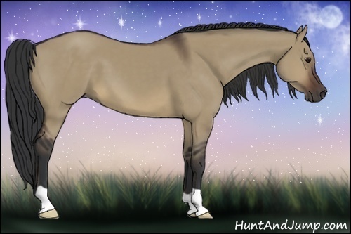 Horse Color:Brown Dun