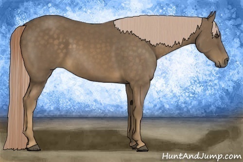 Horse Color:Chocolate Palomino 