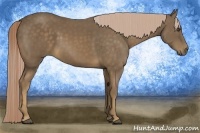 Horse Color:Chocolate Palomino 