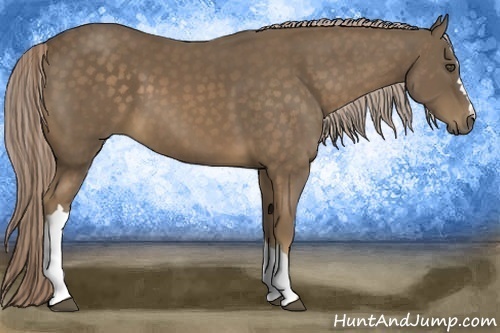 Horse Color:Chocolate Palomino