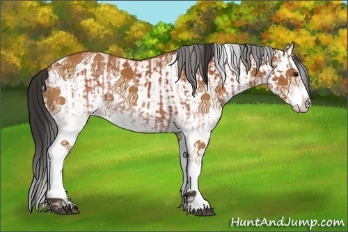 Horse Color:White Spotted Bay Splash and White Spotted Bay Splash