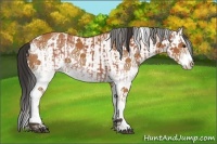 Horse Color:White Spotted Bay Splash and White Spotted Bay Splash