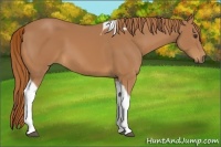 Horse Color:Chestnut Tobiano