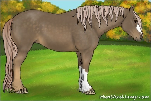 Horse Color:Chocolate Palomino 