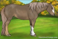 Horse Color:Chocolate Palomino 