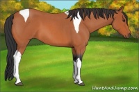 Horse Color:Bay Roan Tobiano