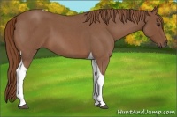 Horse Color:Red Roan Tobiano 