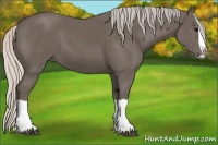 Horse Color:Silver Black Splash