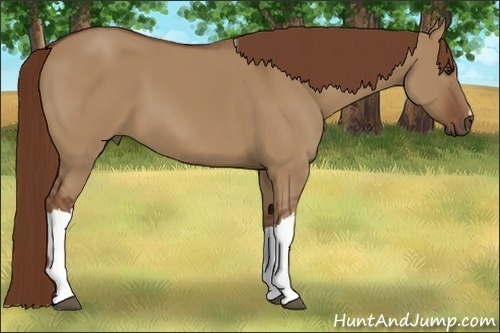Horse Color:Red Dun