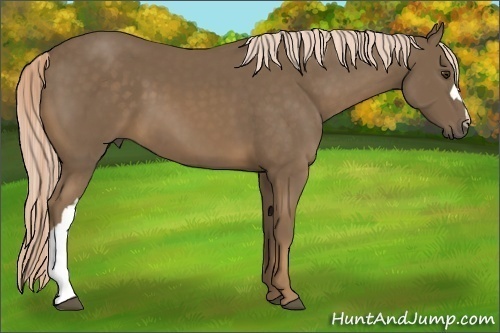 Horse Color:Chocolate Palomino 