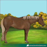 Horse Color:Chocolate Palomino 
