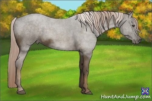 Horse Color:Chocolate Palomino 
