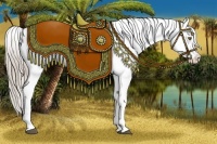 Horse Color:Chocolate Palomino Appaloosa and Chocolate Palomino Roan Appaloosa