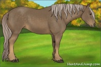 Horse Color:Chocolate Palomino 