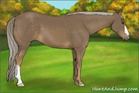Horse Color:Chocolate Palomino 
