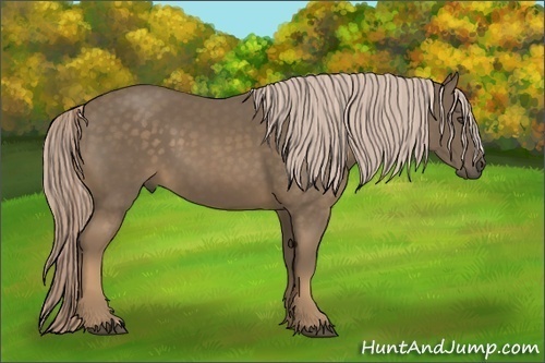 Horse Color:Chocolate Palomino 