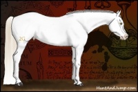 Horse Color:White Spotted Liver Chestnut Pearl Appaloosa 
