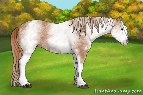 Horse Color:White Spotted Chestnut