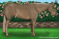 Horse Color:Chocolate Palomino 