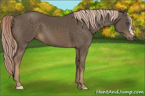 Horse Color:Chocolate Palomino 