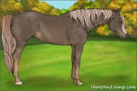 Horse Color:Chocolate Palomino 