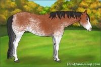 Horse Color:White Spotted Bay Splash  and White Spotted Bay Splash 
