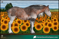 Horse Color:White Spotted Liver Chestnut Mushroom Splash Tobiano  and White Spotted Bay Splash 