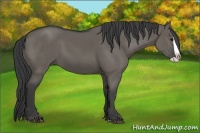 Horse Color:Grullo Splash 