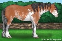 Horse Color:Bay Sabino 