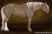 Horse Color:Chocolate Palomino 