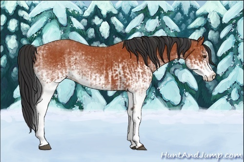 Horse Color:White Spotted Bay Splash  and White Spotted Bay 