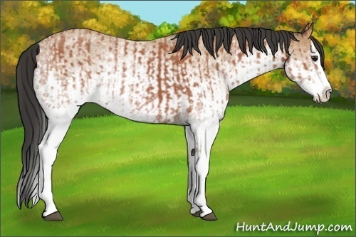 Horse Color:White Spotted Bay Roan Splash  and White Spotted Buckskin Roan Splash 