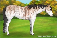 Horse Color:White Spotted Bay Roan Splash  and White Spotted Buckskin Roan Splash 