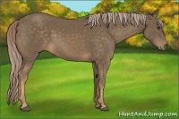 Horse Color:Chocolate Palomino 