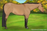 Horse Color:Bay Dun 
