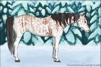 Horse Color:White Spotted Bay Splash and White Spotted Bay Splash