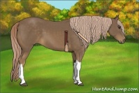 Horse Color:Chocolate Palomino 