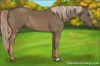 Horse Color:Chocolate Palomino 